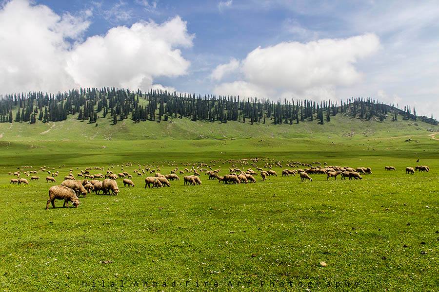 PAHALGAM